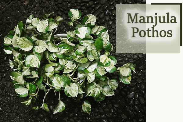 Manjula Pothos