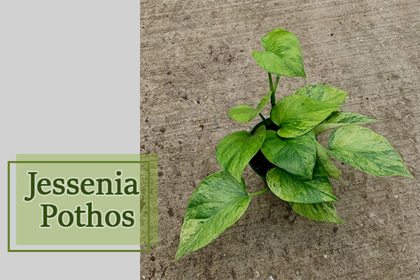 Jessenia Pothos