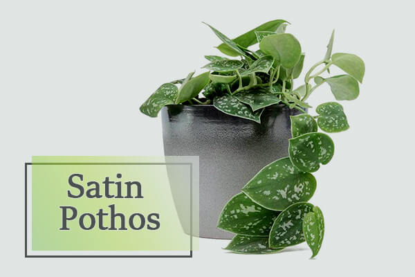 Satin Pothos