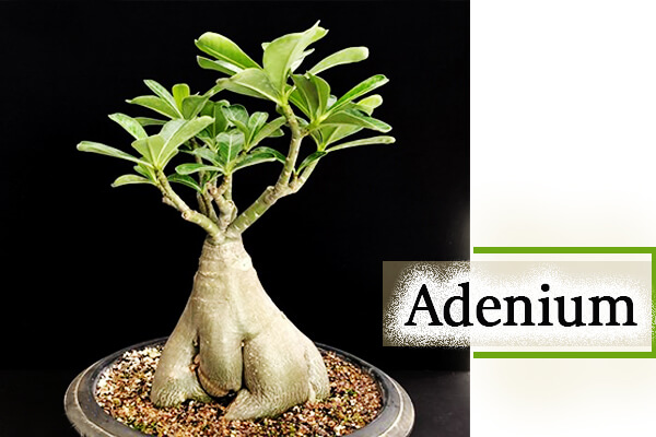 Adenium