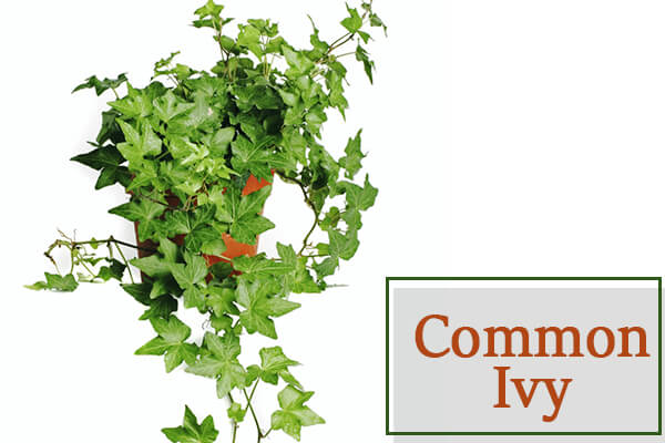 Common Ivy