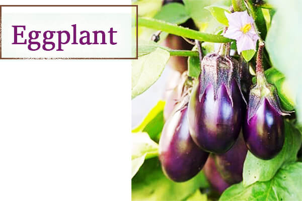 Eggplant