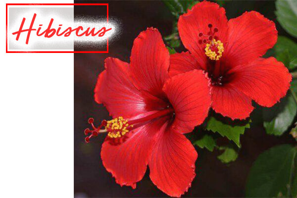 Hibiscus
