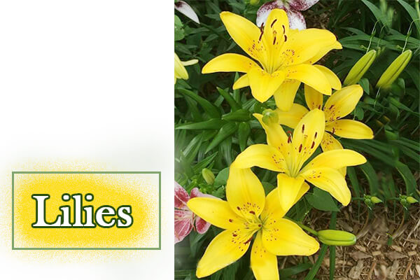 Lilies