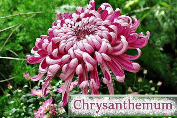 Chrysanthemum
