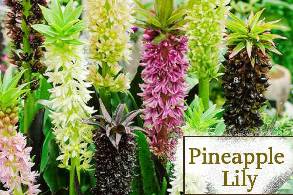 Pineapply lily