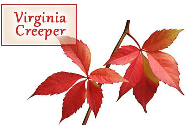 Virginia Creeper