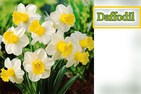 Daffodils