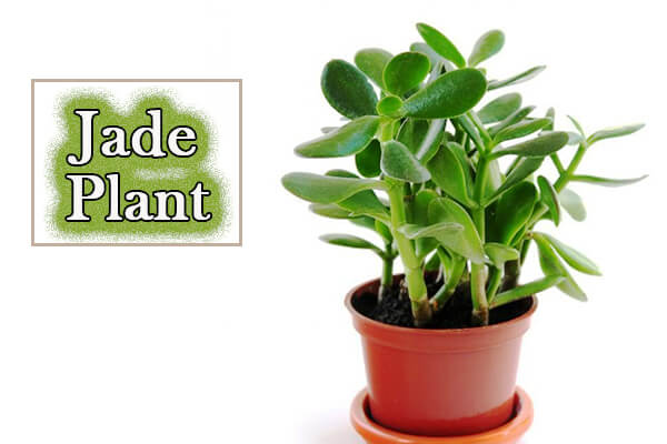 Jade Plant