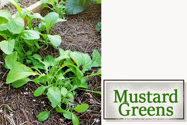 Mustard Greens