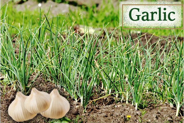 Garlic