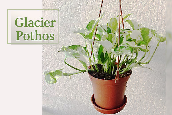 Glacier Pothos