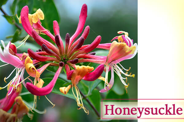 Honeysuckle - Climbing Plants and Creeper Plants