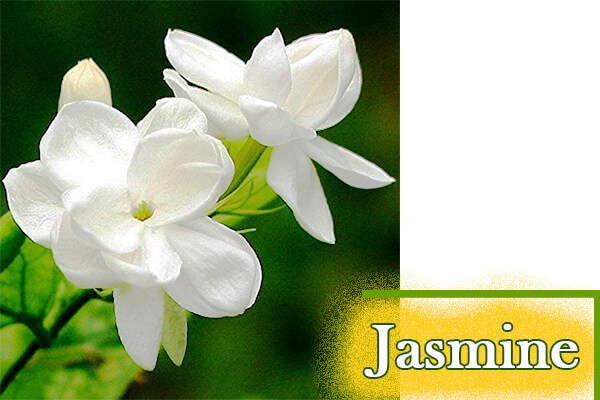 Jasmine: