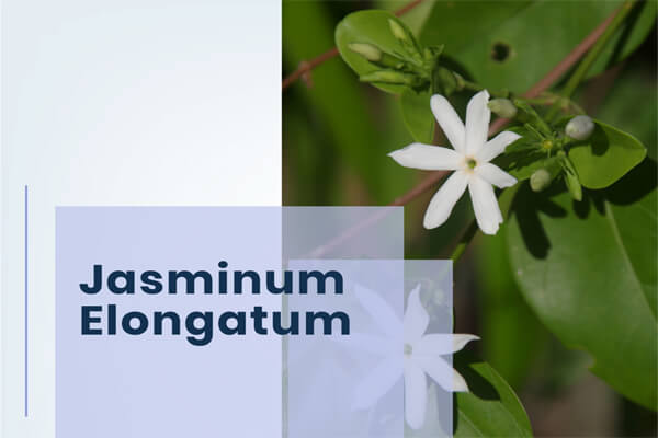 Jasminum Elongatum