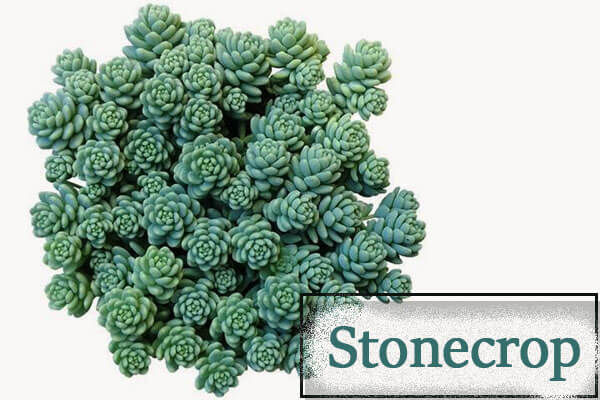 Stonecrop