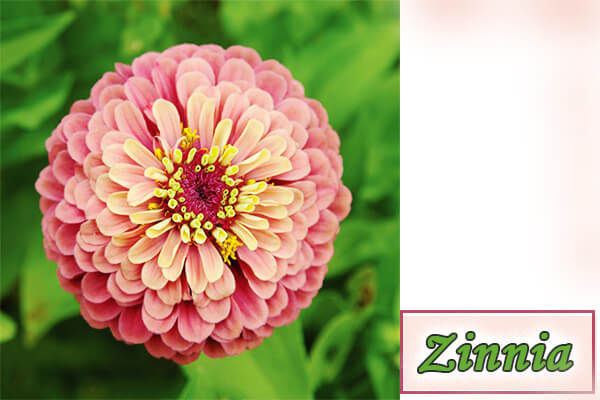 Zinnia