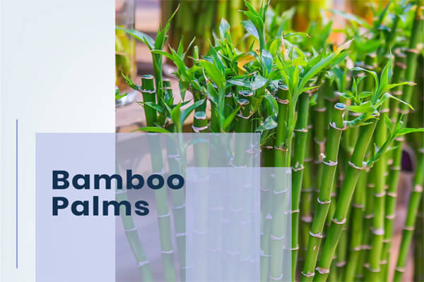Bamboo Palm