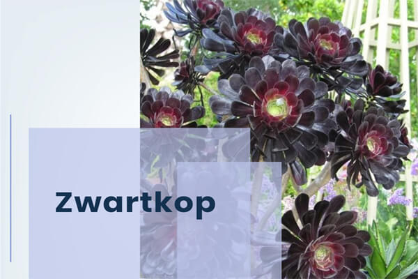 zwartkop succulent