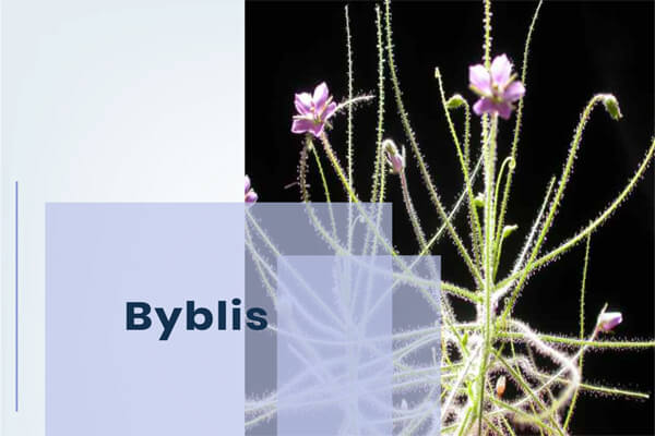 Byblis