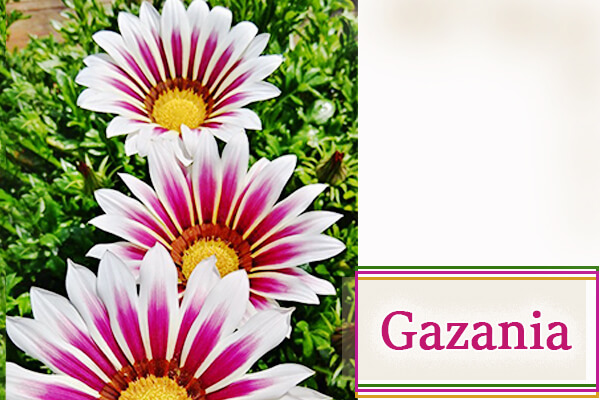 Gazania