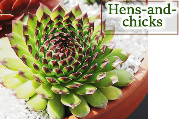 Hens-and-chicks