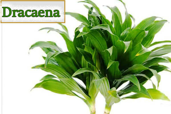 Dracaena