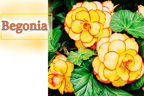 Begonia