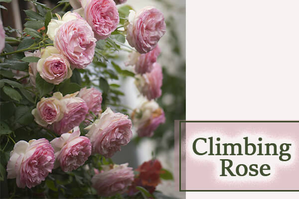 Climbing Rose