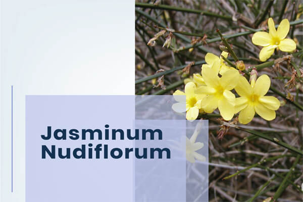 Jasminum Nudiflorum