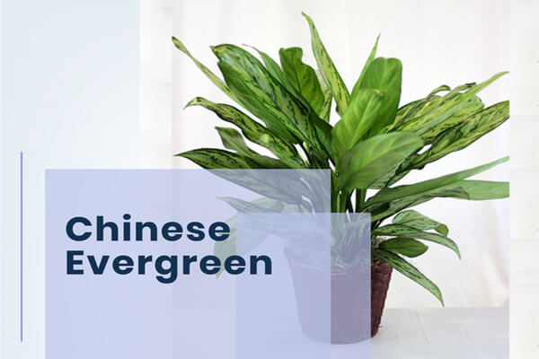 Chinese Evergreen