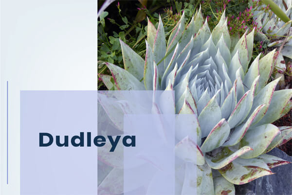 dudleya