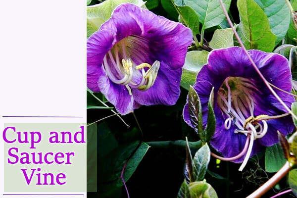 Cup and Saucer Vine