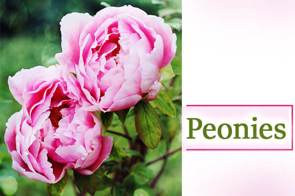Peonies