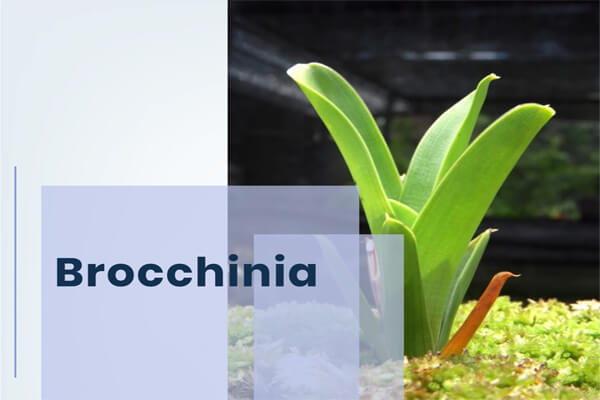 Brocchinia