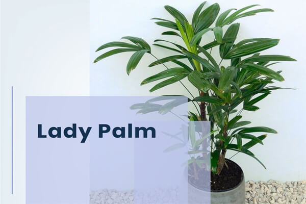 Lady Palm