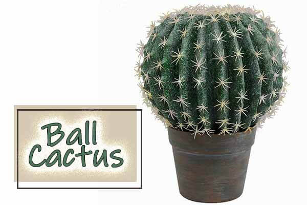 ball cactus