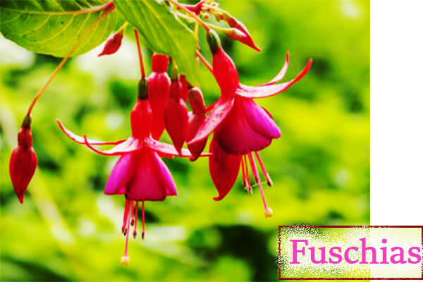 Fuschias
