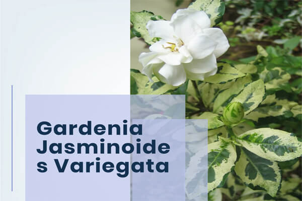 Gardenia Jasminoides Variegata