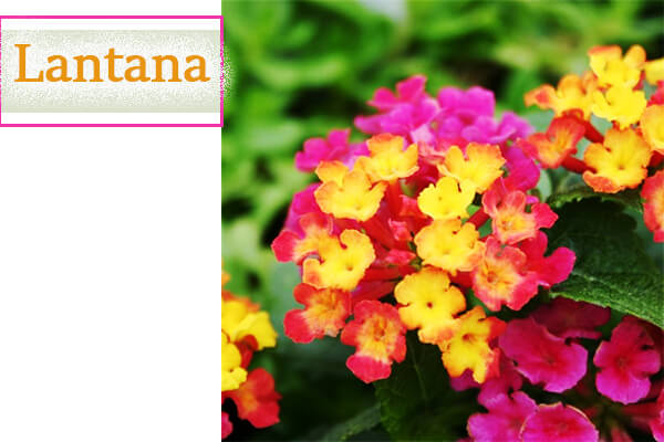 Lantana