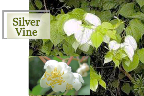 Silver Vine