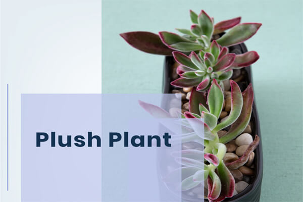 Plush Plant
