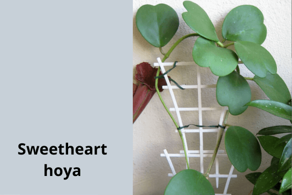 Sweetheart Hoya