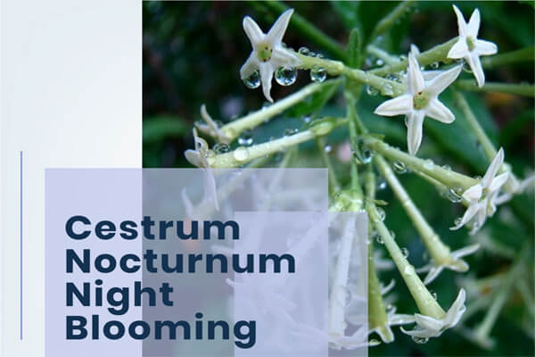 Cestrum Nocturnum Night Blooming