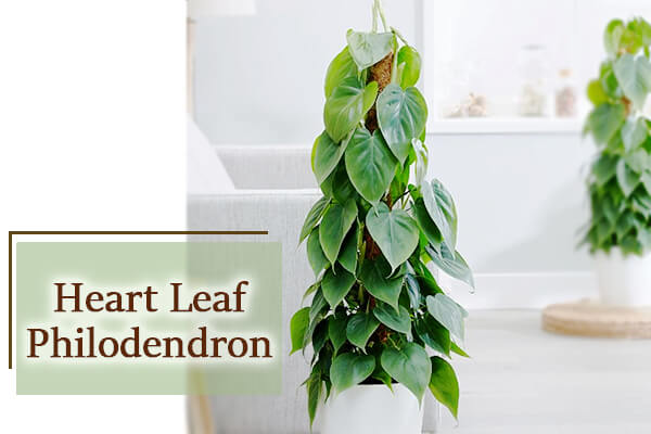 Heart Leaf Philodendron