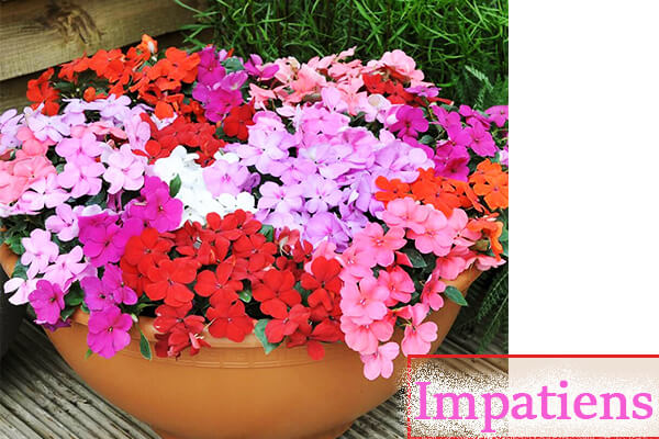 Impatiens