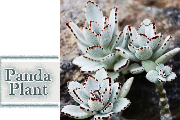 Panda Plant