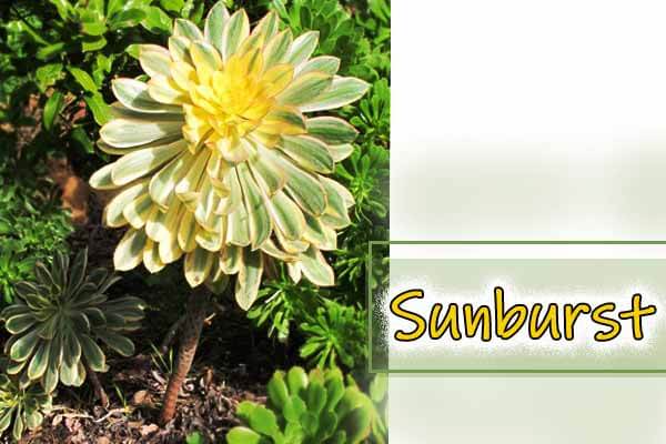 Sunburst