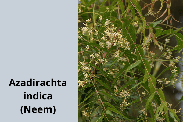 Azadirachta indica (Neem)