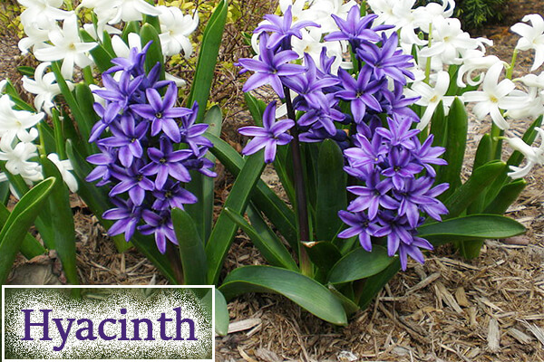 Hyacinth